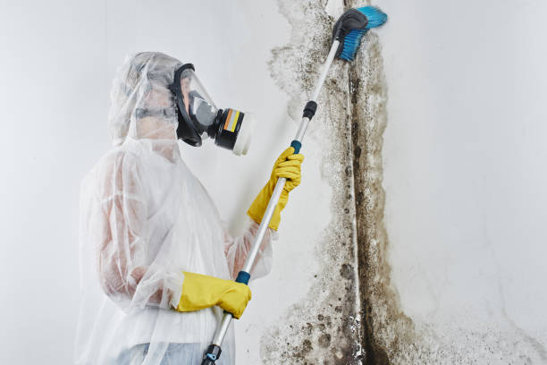 Best Residential Mold Remediation in Pond Creek, OK