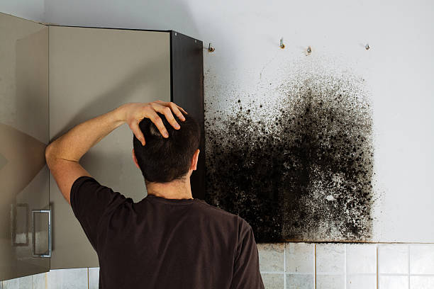Best Black Mold Remediation in Pond Creek, OK