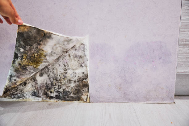 Best Bathroom Mold Remediation in Pond Creek, OK